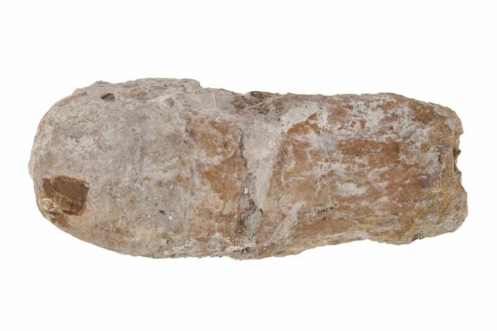 Permian Eryops Fossil Phalanx Bone - Texas #218720